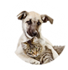 Hunde & Katzen